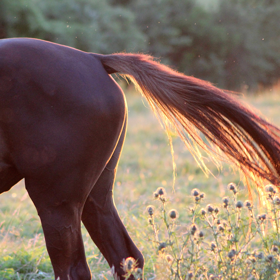 Read more about the article Le chardon-Marie, une plante à connaitre pour nos chevaux !
